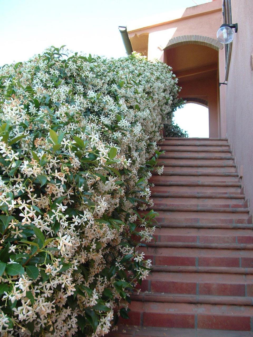 Agriturismo Pian Dei Pini Montiano  Extérieur photo
